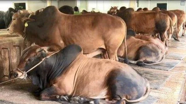 ঈদুল আজহা উপলক্ষে গরুর চামড়ার দাম বাড়ালো সরকার
