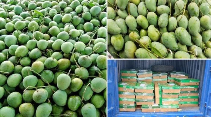 বাংলাদেশ সরকারের পক্ষ থেকে পশ্চিমবঙ্গ ও ত্রিপুরার মুখ্যমন্ত্রীকে ১১০০ কেজি আম উপহার
