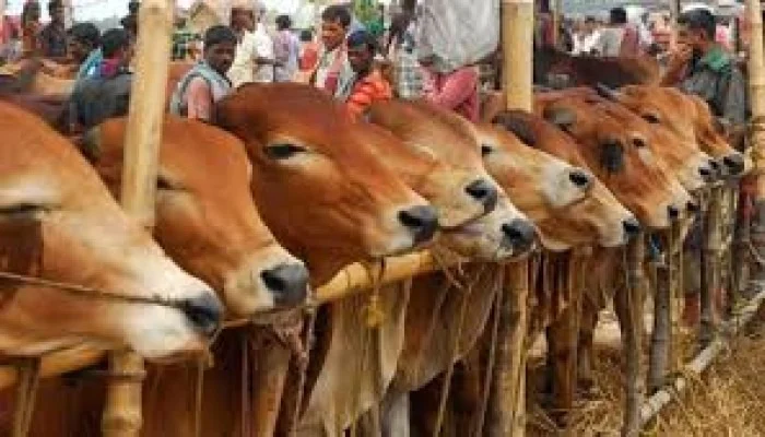 তামিলনাড়ুতে গরু জবাইয়ে হাইকোর্টের নিষেধাজ্ঞা স্থগিত